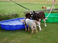 11a_Ursula_at_Puppy_school__C.L.E.A.R._Dog_Training__19th_March_06_85