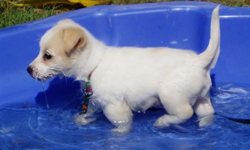 at sunday puppy school 11