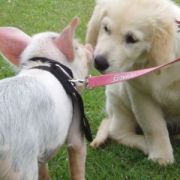 at sunday puppy school 15