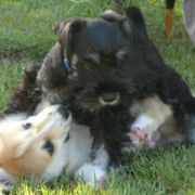 at sunday puppy school 12