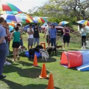 at sunday puppy school 35