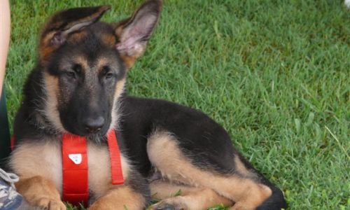 at sunday puppy school 25