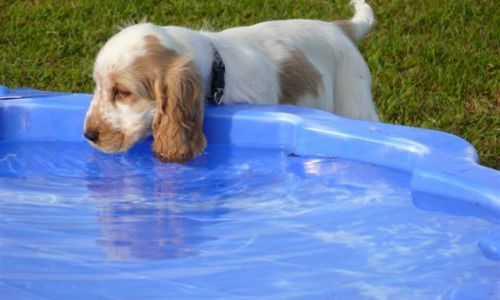 at sunday puppy school 08