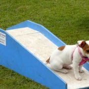 at sunday puppy school 21