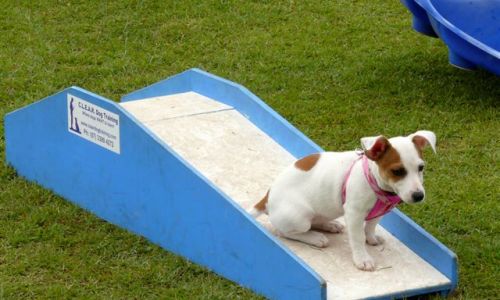 at sunday puppy school 21