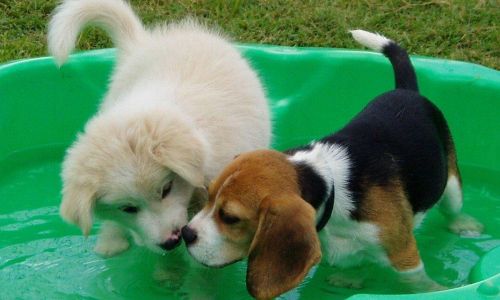 01 Puppy school 14th March 04 088 - Copy - Copy