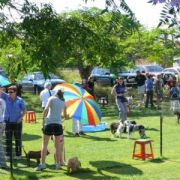 at sunday puppy school 31