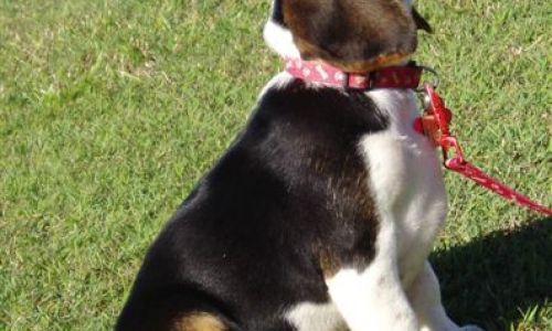 at sunday puppy school 24